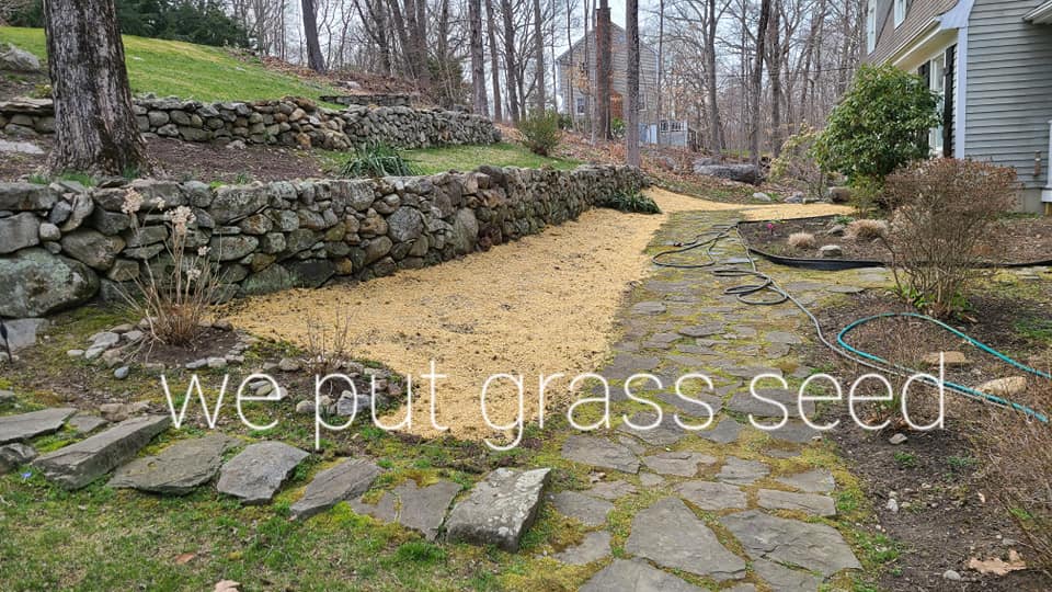 Moss-covered stone walkway before reseeding
